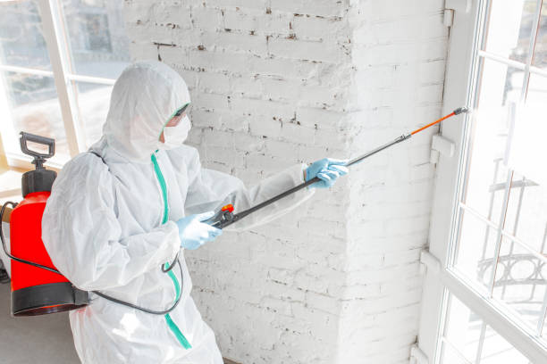 Best Mold Removal for HVAC Installations  in USA